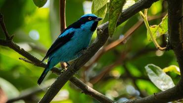 El ave dacnis turquesa es observable en Colombia
