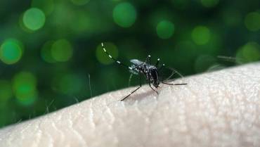 ¡El dengue también se contagia en Navidad! En Armenia se han reportado 208 casos este año