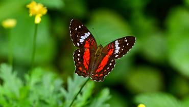 La mariposa princesa roja rechaza los machos cuando está grávida