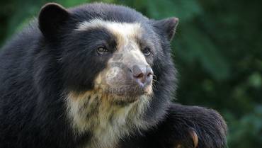 Autoridad ambiental investiga presunto ataque de oso en Córdoba