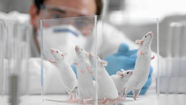 Científicos encuentran en una técnica con ratones potenciar al 100 % las células contra el cáncer.