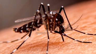 5 municipios del Quindío están en riesgo de alta transmisión de dengue