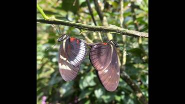 Los híbridos de las mariposas