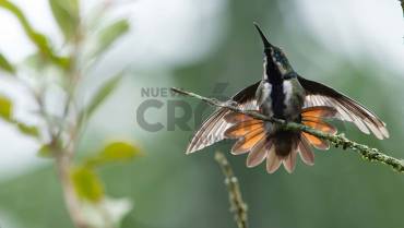 Investigadores analizan 20 especies de aves en vía de extinción