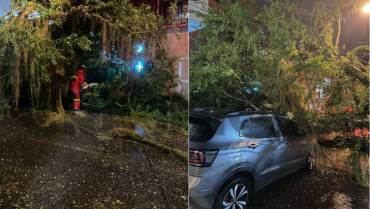 Por caída de árbol, bomberos atiende emergencia en la calle 5ta norte