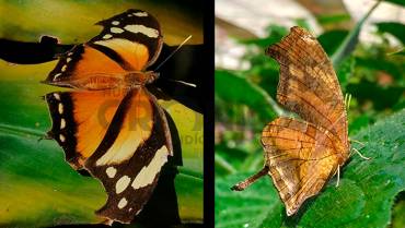 La mariposa hoja seca se mimetiza para defenderse de sus predadores