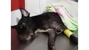 Veterinario impostor enfrenta cargos por eutanasia mal ejecutada en un perro