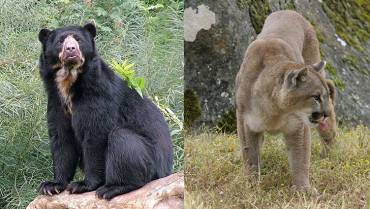 En dos años 24 reses habrían sido atacadas por osos y pumas