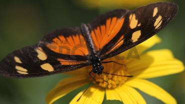 El mimetismo entre las mariposas es para evitar los depredadores