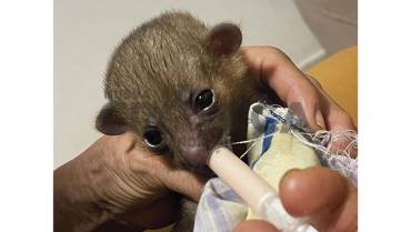 48 neonatos de fauna silvestre son criados por la CRQ