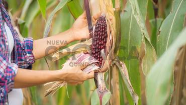 Por crisis del maíz piden intervención urgente del gobierno