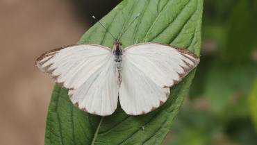 La mariposa blanca o pirpinto evoca una doncella vanidosa