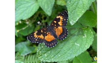La mariposa de parche bordeado, variable y bella