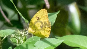 La mariposa amarilla de Gabo vuela en el Quindío