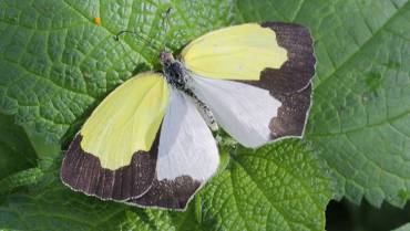 La mariposa pequeña de borde dentado vuela en casi toda Colombia