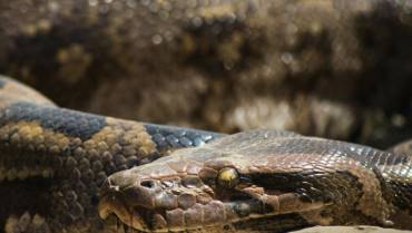En India, hombre muerde a una serpiente hasta provocar su muerte