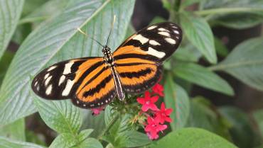 La mariposa Isabela anuncia con sus colores que es tóxica